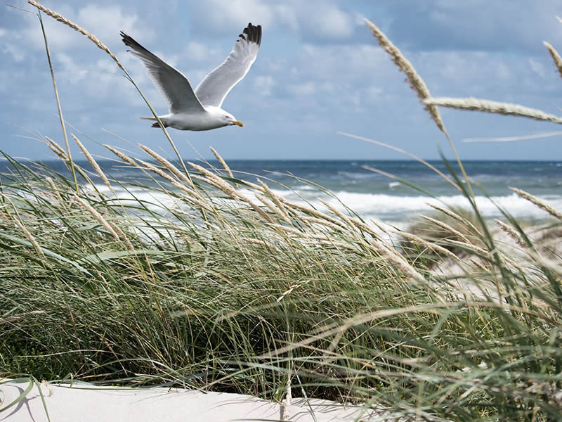 Seagull on beach.